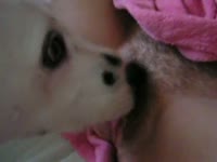 Hairy pussy got pleasured with dog's tongue